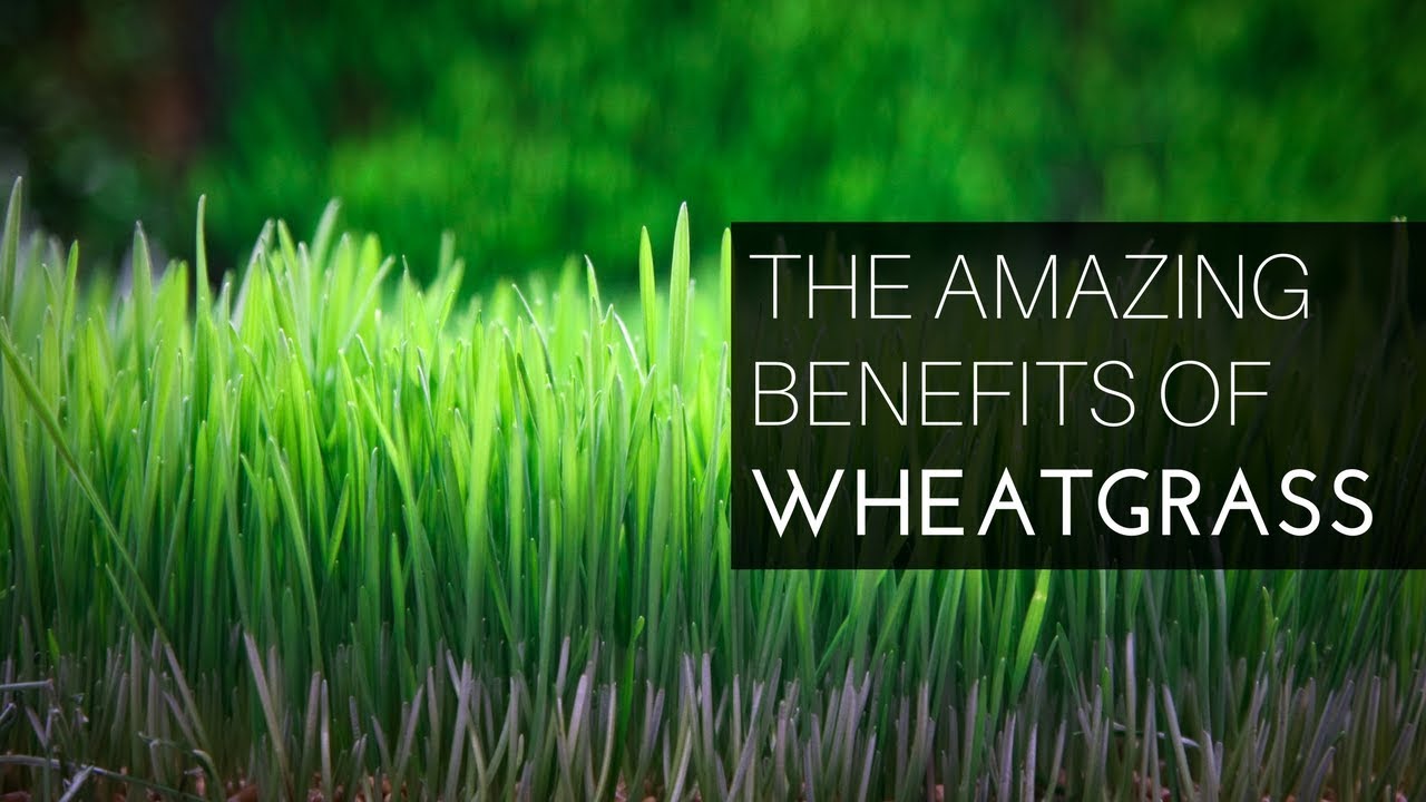 Health Benefits Of Wheatgrass Juice Hippocrates Health Health Benefits Of Wheatgrass Juice Hippocrates Health