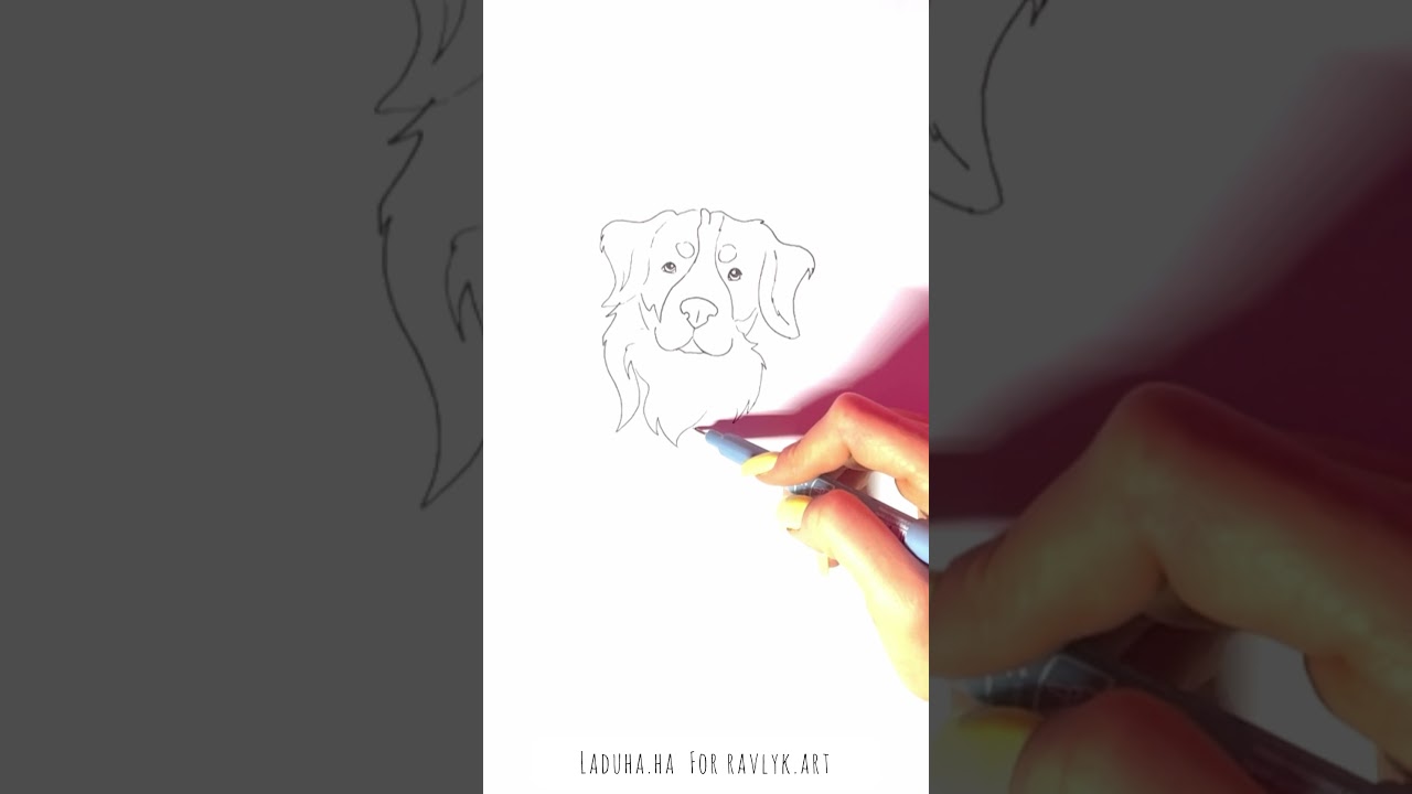 🐶 Bernese Mountain Dog Drawing 🚀 Step-by-Step Color Illustration 🏞️#shorts #drawing #RavlykArt