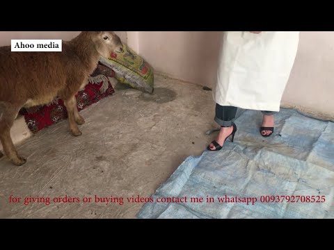 woman butcher sheep/Educational video by miss ahoo