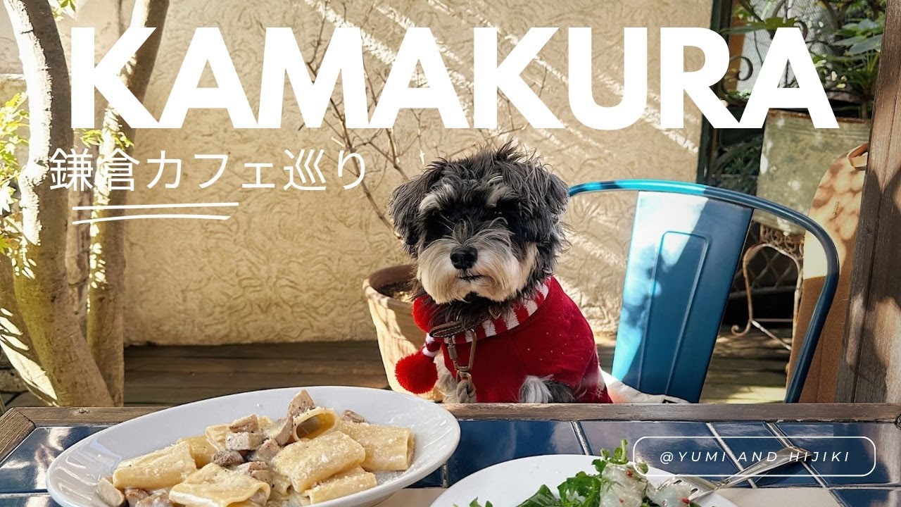 [Кафе Камакура] Экскурсия по кафе, куда можно прийти с собакой | Стильные кафе с миниатюрным шнау...