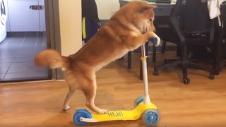 Talented Shiba Inu learns how to ride scooter