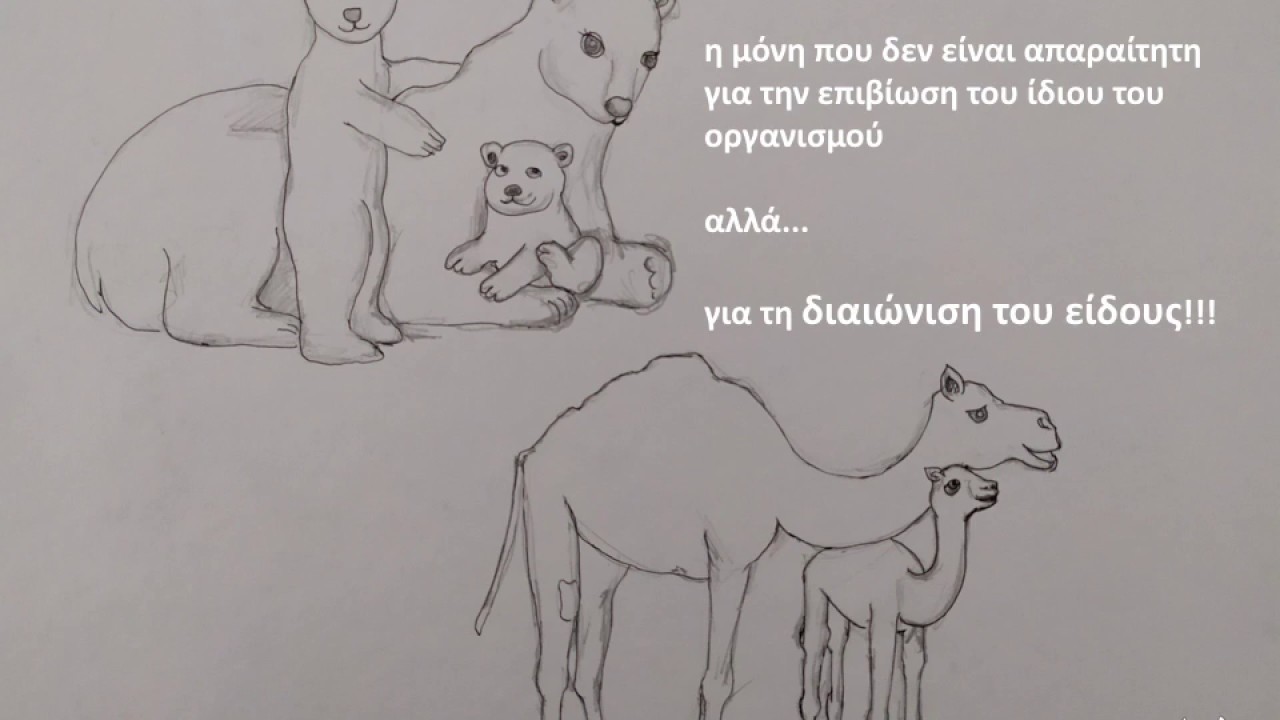 Αναπαραγωγή, Εισαγωγή, Αναπαραγωγικό σύστημα του άνδρα / Male reproductive system