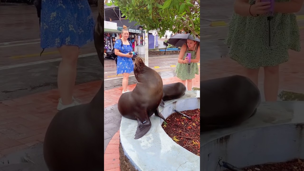 Gal&aacute;pagos islands:Where sea lions own the city #animation #funny #seal #sealife #sealing #sealions