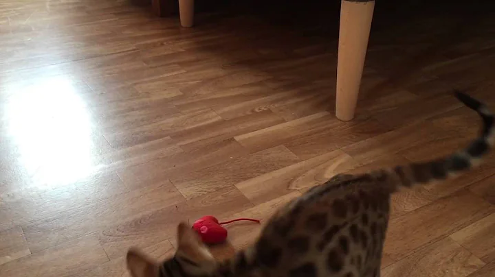 Video 11801061: bengal kitten, hunting bengal, kitten mouse