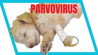 CLAVES para el Tratamiento del PARVOVIRUS!