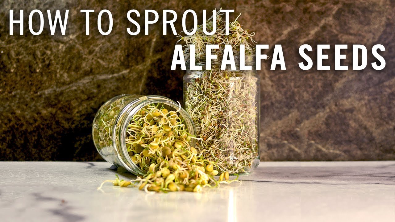 How To Sprout Alfalfa Seeds YouTube