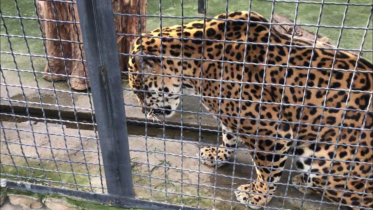 ягуар тайган. тайган ягуар электро. ягуар тайган. ягуар в тайгане. ягуар в тайгане.