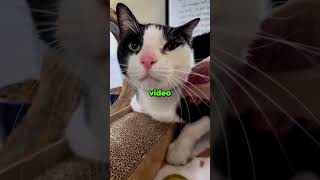 Celebrity Cat Dropped Off for Being “Too Affectionate”  🥺 Net Worth