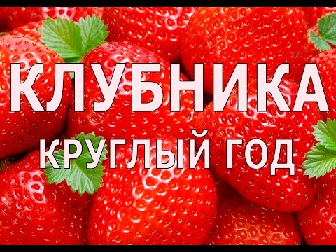 Клубника с ногами или как получать урожай клубники круглый год