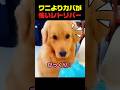 ワニよりカバが怖いレトリバーｗ #レトリバー #犬の反応 #かわいい犬 #びっくり犬 #面白い動物