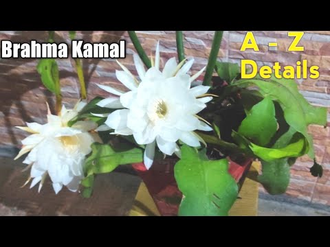 ब्रह्मकमल के बारे में पूरी जानकारी / How to Grow and care Brahma kamal