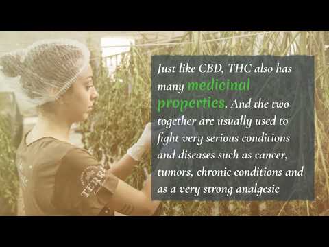Differences Between CBD Oil, Hemp Oil and THC Oil