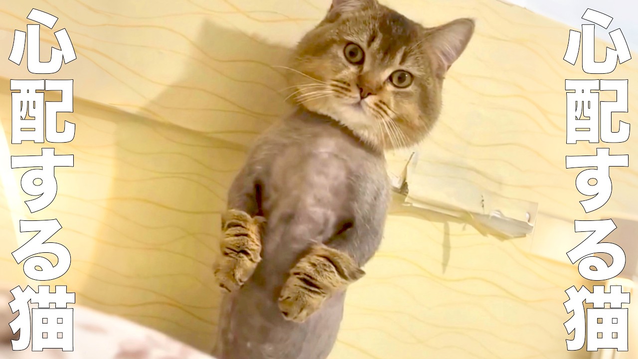 A worried cat [Voiceover] - YouTube