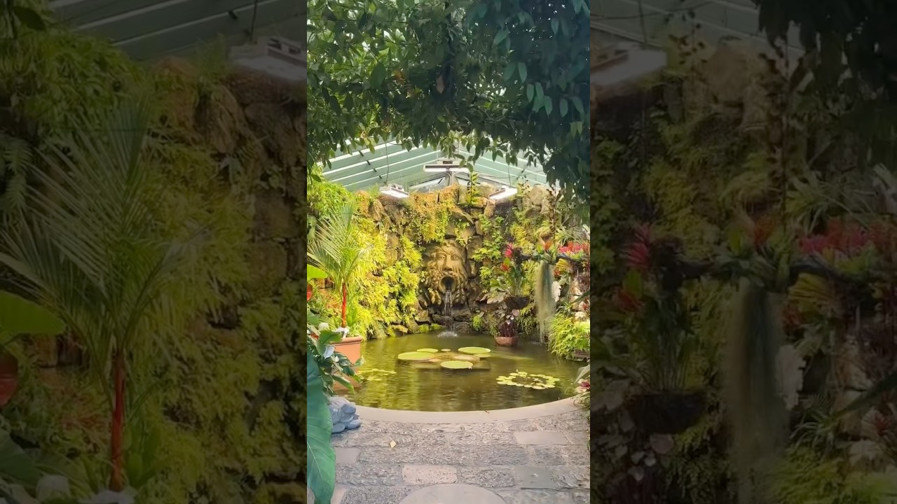 My Dream Koi Pond 🤯