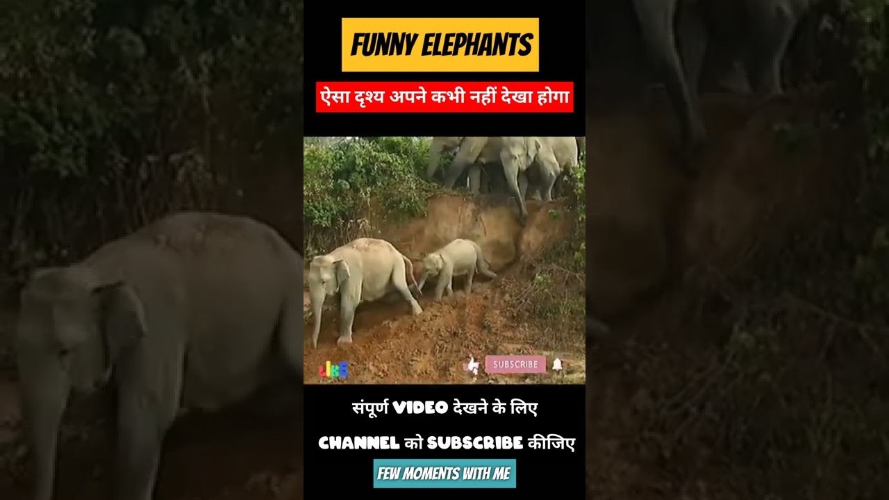 🐘funny elephants trying to slide down! 💥cute baby elephants💥#ytshorts #shorts #shortvideo
