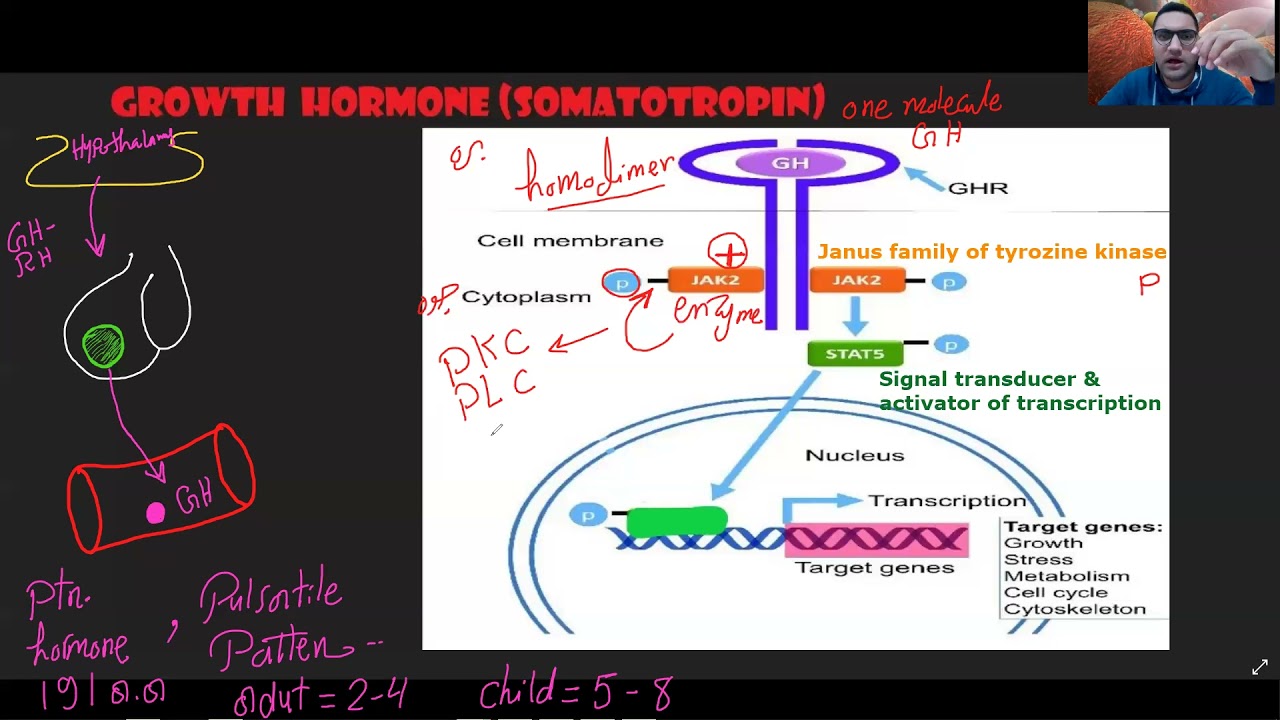 Endocrine physiology - 3 القصر العيني د/الشريف