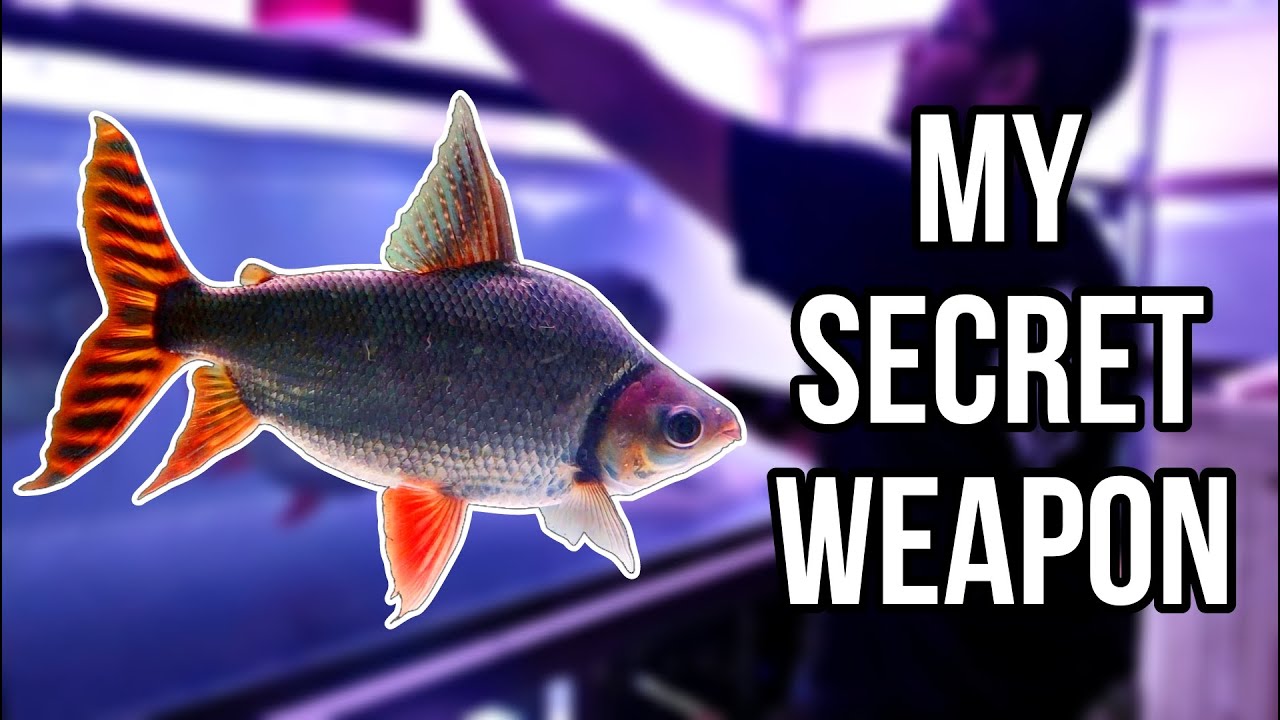 My SECRET WEAPON against ALGAE in all my Aquariums...….. FLAGTAIL CARE GUIDE