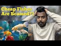 Cheap fishes are scam ?😳 “I bought a ₹30 fish… and this happened in 24 hours!”