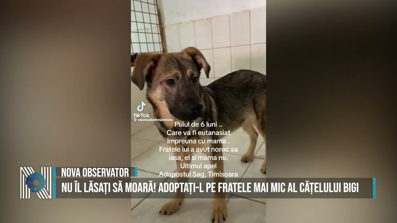 NU ÎL LĂSAȚI SĂ MOARĂ! ADOPTAȚI-L PE FRATELE MAI MIC AL CĂȚELULUI BIGI