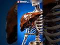 7 Liver Secrets That Keep You Alive—Must-Know Facts #shorts #liver #youtubeshorts