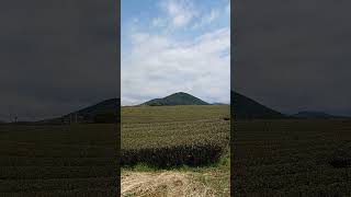 Osulloc green tea fields in Jeju island ?jeju korea