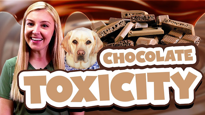 What are the symptoms of chocolate poisoning in dogs