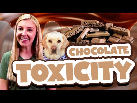 Is Matcha Powder Toxic To Dogs