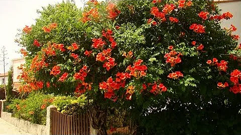 Выбираем ПРАВИЛЬНЫЙ КАМПСИС. Остальные в сад НЕ ПУСКАТЬ!!!🌺🎋