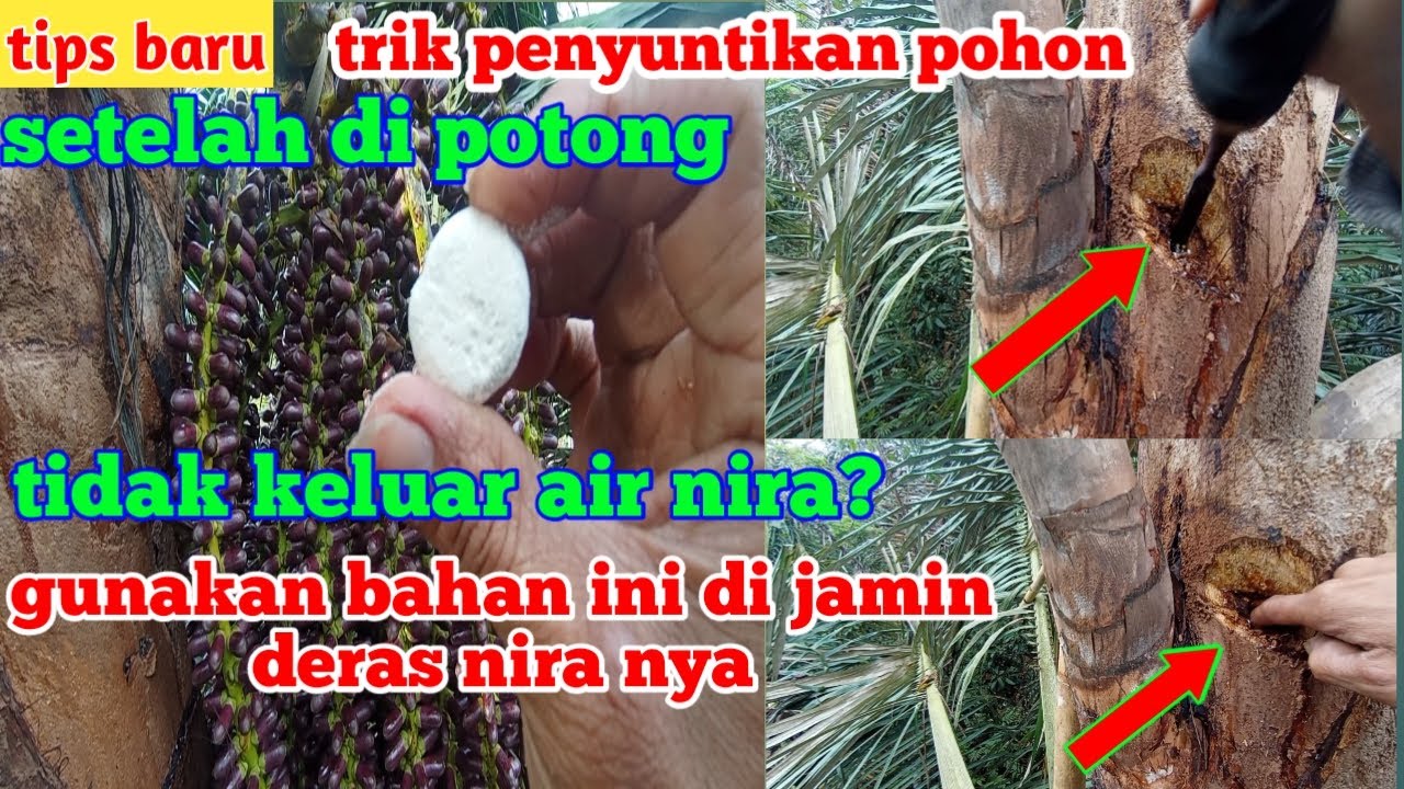 Setelah di Potong Tidak Menetes Air Nira? Gunakan Bahan Penyubur Ini di Jamin Langsung Deras.