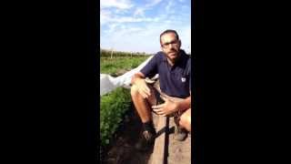 Anderson organics fall CSA shares available