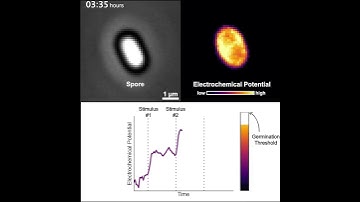 Watching a dormant spore perform signal integration