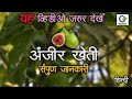 अंजीर की खेतीसे लाखो का फायदा | संपूर्ण  जानकारी | Fig Farming | Anjeer Ki Kheti | GREEN CULTURE