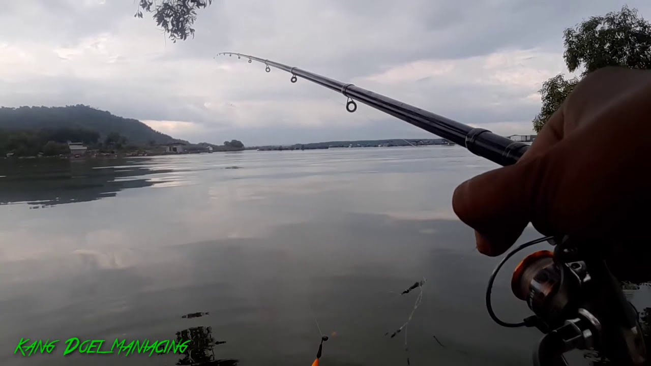 Ratusan ikan Lukas terselamatkan