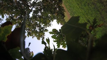 Wizard x220 FPV - Try, try, try .... up a tree