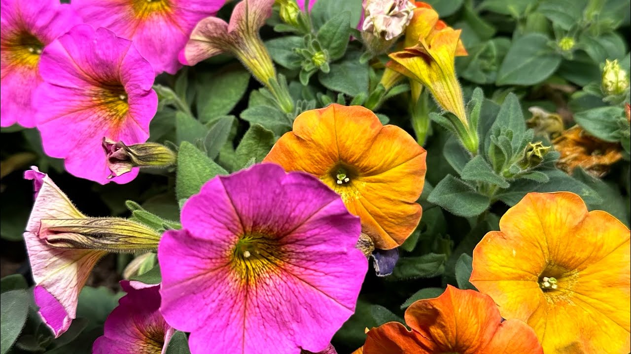 Черенкую петунию, всегда 100% результат 😍👍