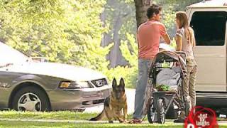 Dog Runaway With Baby