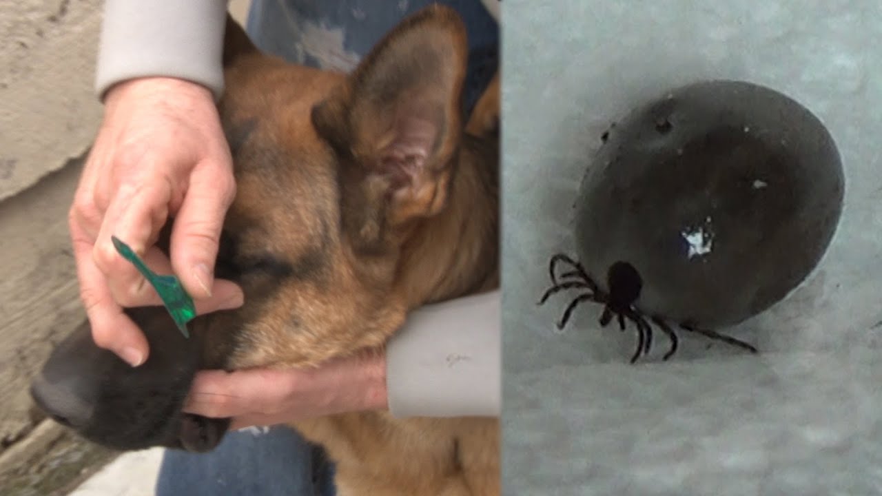 how do you kill a tick on a dog