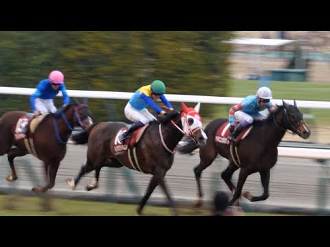 【武豊】ヤマニンゼスト、得意の中京で日経新春杯G2 に挑戦