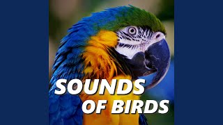 Island Bird Sounds