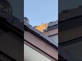 実家の猫が屋根に登ってしまい、、、