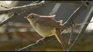 A Nightingale's Song - 1 Hour of Beautiful birdsong