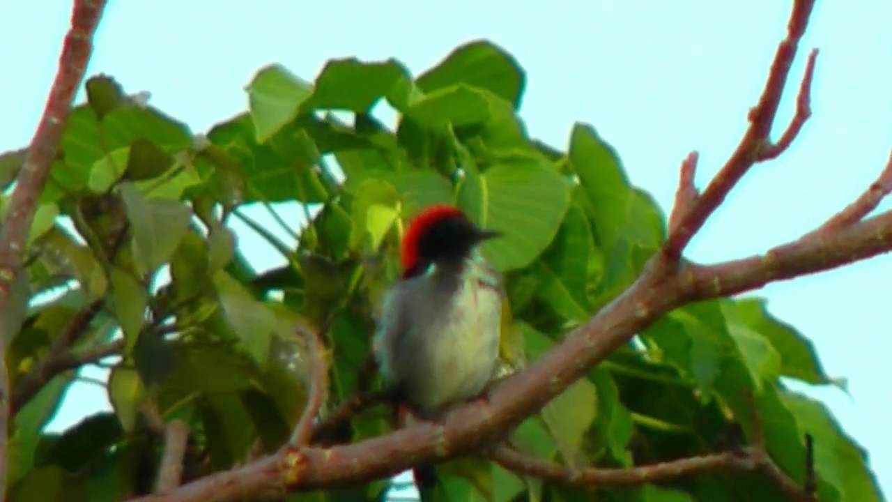 Flowerpecker, Scarlet-backed - Dicaeum cruentatum 