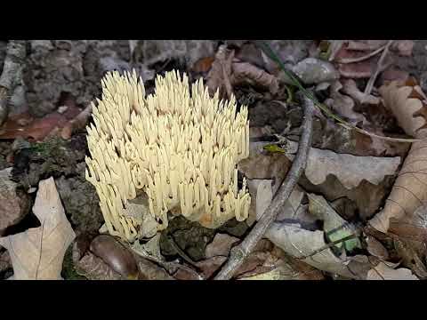 Ramaria eumorpha (Рамария обыкновенная), October 15, 2020