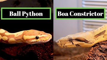 Ball Python Vs Boa Constrictor | Best Beginner Snake Challenge