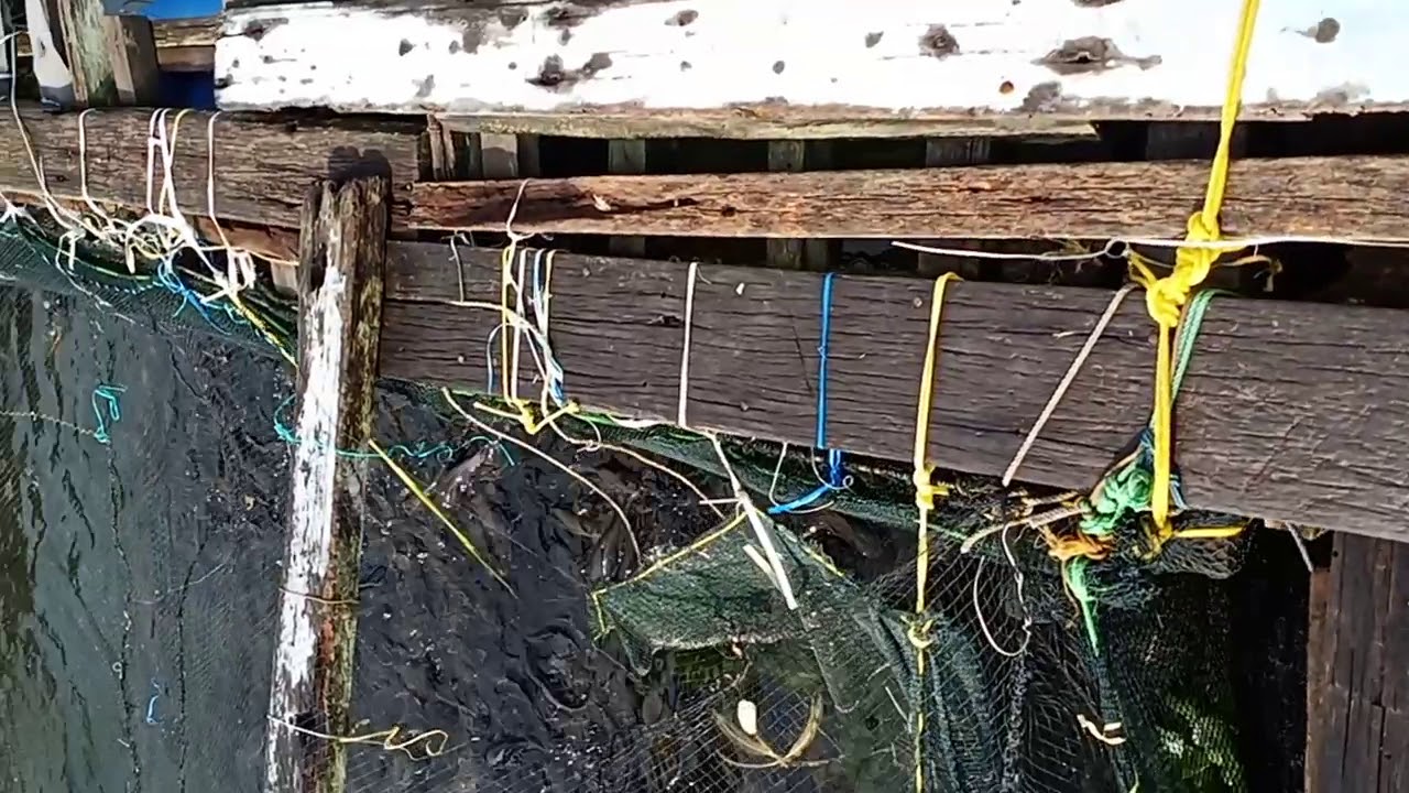 Ternak ikan lele besar 