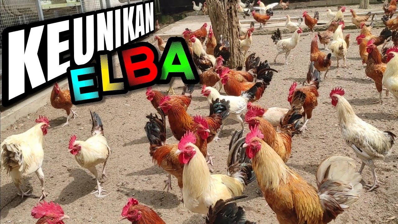 Ayam ELBA Memang ANEH !!! 