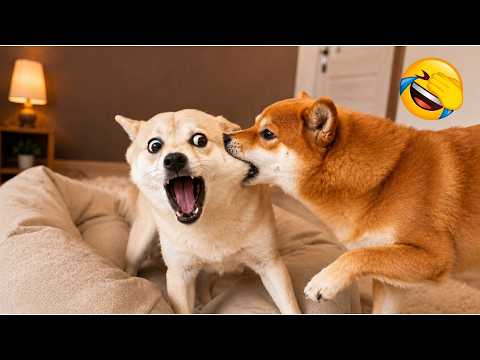 When Your Dog Thinks Every Human Exists Just To Entertain Him 😂🐶 Impossible Not To Laugh!