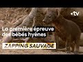La première épreuve des bébés hyènes - ZAPPING SAUVAGE