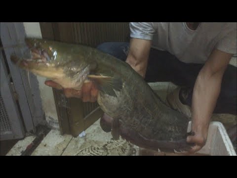 Video Chia sẽ cách câu Nheo, Lăng, sộp bằng cá sắt - youtube