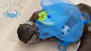 ネットで遊ぶカワウソ　Otters play with a net